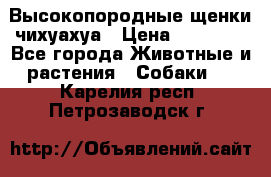 Высокопородные щенки чихуахуа › Цена ­ 25 000 - Все города Животные и растения » Собаки   . Карелия респ.,Петрозаводск г.